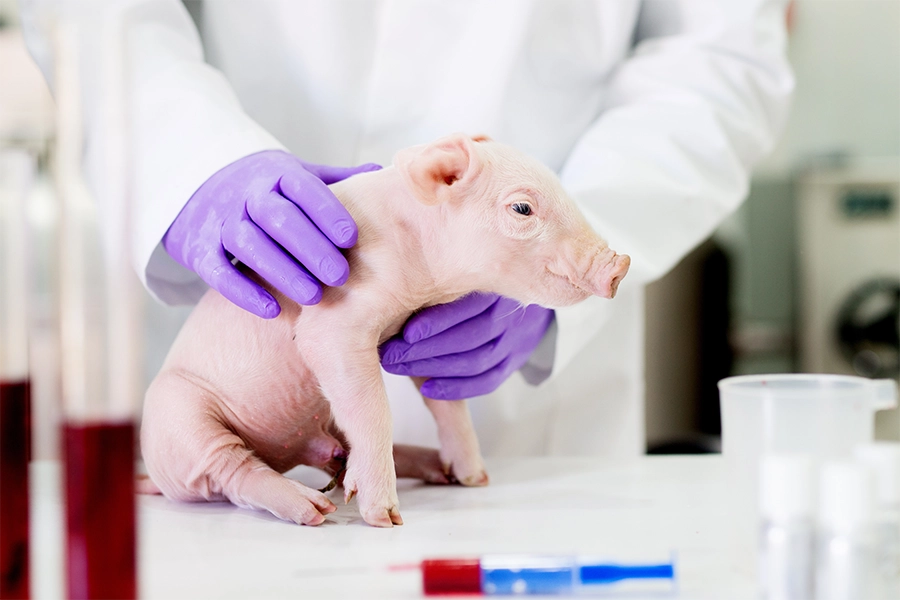 man in lab coat hold pig on table 